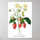 Suche nach vintage erdbeeren poster Natur