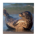 Suche nach siegel fliesen Ozean