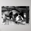 Suche nach boxer hunde poster Kaninchen