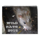 Suche nach ratten kalender Fotografie