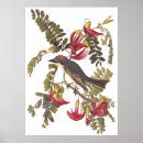 Suche nach audubon poster John james audubon
