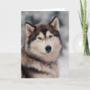 Suche nach schneehund karten Niedlicher hund