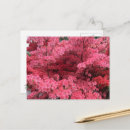 Suche nach rhododendren postkarten Azaleen