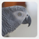 Suche nach parrot aufkleber Afrikanisches grau
