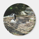 Suche nach wilde gans magnete Gänse