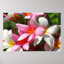 Suche nach hawaii blumen poster Tropisch
