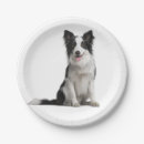 Suche nach border collie teller Niedlich