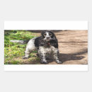 Suche nach cocker spaniel aufkleber Englisch
