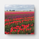 Suche nach farbige blume fotoplatten Bunt