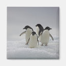 Suche nach adelie pinguin magnete Tier