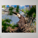 Suche nach kahl poster Natur