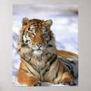 Suche nach sibirischer tiger poster Natur