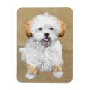 Suche nach lhasa magnete Hund