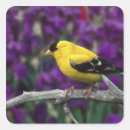 Suche nach goldfinches aufkleber Tierwelt
