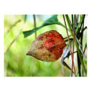 Suche nach chinesische laternen poster Rot