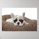 Suche nach stierhund poster Welpe