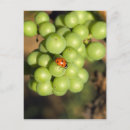 Suche nach grüne trauben postkarten Weinberg