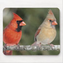 Suche nach kardinal vogel mousepads Rot
