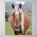 Suche nach wilde pony poster Wildpony