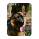 Suche nach schaferhund magnete Foto