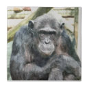 Suche nach schimpansen fliesen Tier