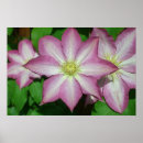 Suche nach clematis blume poster Jede person