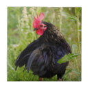 Suche nach hinterhof fliesen Haustier