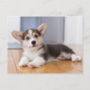 Suche nach fokus auf vordergrund postkarten Hund