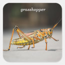 Suche nach grasshopper aufkleber Natur