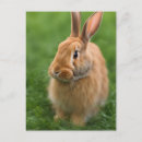 Suche nach schönes kaninchen postkarten Hase