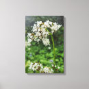 Suche nach tropfen leinwandbilder Blume
