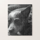 Suche nach viehhund Haustiere