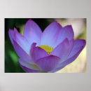 Suche nach lotus poster Blüte