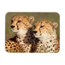 Suche nach liege magnete Tier