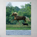 Suche nach palomino poster Bob sprache