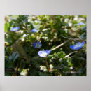Suche nach mais poster Foto