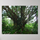 Suche nach banyan tree poster Hawaii