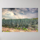 Suche nach agave poster Mexico