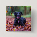 Suche nach cute animals buttons Pet