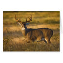 Suche nach virginianus Fauna