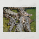Suche nach amerikanischer alligator postkarten Florida