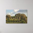 Suche nach loxodonta Adam jones