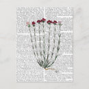 Suche nach italienisch postkarten Blume