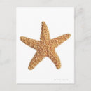 Suche nach abgeschieden postkarten Tiere