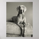 Suche nach weimaraner poster Haustier