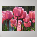 Suche nach tulips poster Flowers