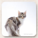 Suche nach waschbärkatze Stolz