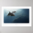 Suche nach delphin poster Delfin