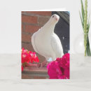 Suche nach weiße tauben karten Friedlich