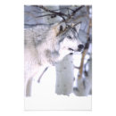 Suche nach canis lupus poster Fauna